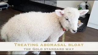 Treating a case of Abomasal Bloat  | Sez the Vet