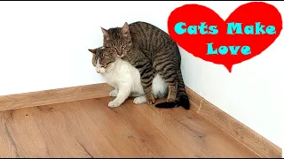 Cats Make LOVE - Cats Mating Like Crazy
