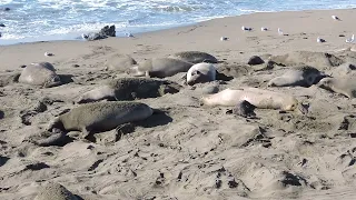 Elephant seal colony in January, 2022, California, San Simeon City