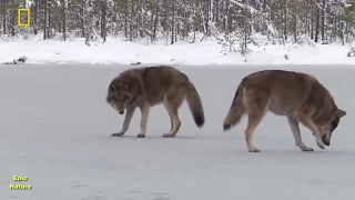 Wild Russia | Siberia (National Geographic)