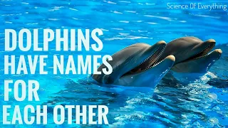 Dolphins Have Names For Each Other | Science Of Everything