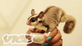 Cute Sugar Gliders! | The Cute Show