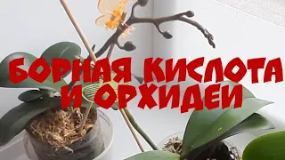 Борная кислота для ОРХИДЕЙ/полив