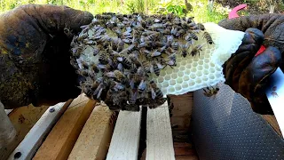 Як пересадити рій бджіл у вулик  Бджільництво для початківців