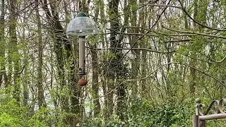 Male Bullfinch having a go on the feeder