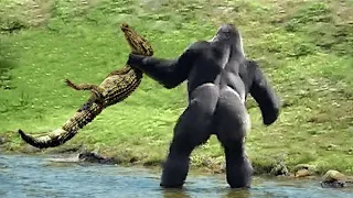 This Alligator Messed With The Wrong Opponent