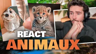 OMG JE FONDS… 😍 (REACT Animaux)