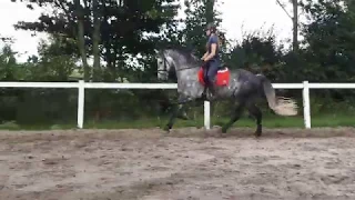 Topspeed Leon (Orlov x Fries) 2011