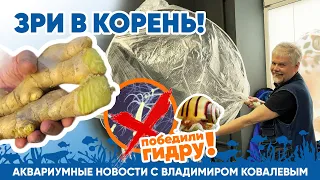 Новости аквариумного магазина с Владимиром Ковалевым (26.04.2024). Зри в корень!