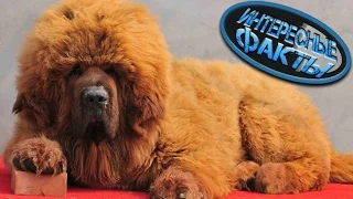 Самая Дорогая Порода Собак - Тибетский Мастиф, Интересные Факты  #топ
