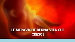 La Meraviglia Di Una Vita Che Cresce