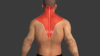 Naipo Acupoint Massage Stick  trigger point explained with animation