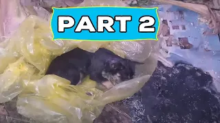 [ PART 2 ] - Rescue poor puppy It is thrown away in the landfill when it is sick and about to die