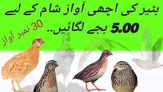 quail ki bust awaz sham k liya hai.#baterhbater #شکاری