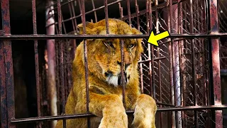 Circus Lion Spends 13 Yrs in Tiny Cage, Then THIS Happens When He Feels Grass For The First Time!