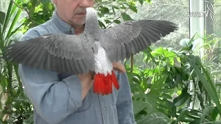 African Grey Parrot - not for Everybody