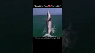[1'Gift] Dolphin & Dog ❤️ True Friendship