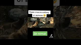 пума спасла собаку от волков😢🥺😳