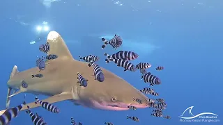 Oceanic Shark   HD 1080p