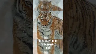 The Largest and Strongest Tiger Ever!