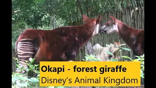 Okapi -Author excerpt - Amazing Animals of Disney's Animal Kingdom® by Sandi Jerome