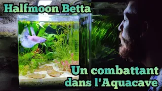 Un aquarium comme @FootheFlowerhorn (30L betta)
