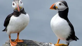 Beautiful || adorable|| Cute puffins compilation # FUNNY PET ANIMALS #