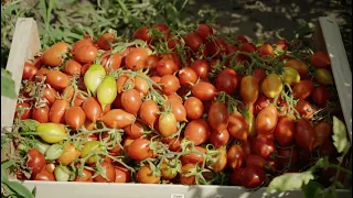 Sala&Cucina - Il Pomodoro del Piennolo raccontato da chi lo coltiva