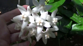 ХОЙИ. ЛЕТНЕЕ ЦВЕТЕНИЕ..HOYA PACHYCLADA, H. GRIFFITHII.. SUMMER BLOOMS