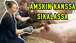 Amskin kanssa Sikalassa - Pukaran tila