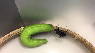 Hornworm counterattacks / オオシモフリスズメ幼虫の反撃行動