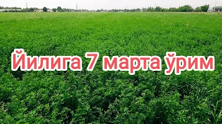 Беда люцерно alfalfa. Телеграм 👉 АГРОНОМ_ОТАБЕК (+99833) 011 22 11.