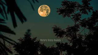 Nature sounds of frogs, crickets, forest Tropical nights, Nature sounds for sleep