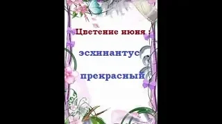 Комнатные цветы//  Цветение июня: эсхинантус прекрасный