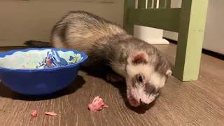 ferret eating raw duck asmr