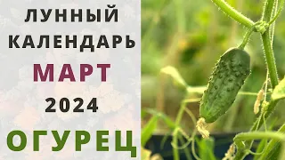 ОГУРЦЫ: Лунный Посевной Календарь на МАРТ 2024 год! Когда сажать семена огурцов на рассаду?