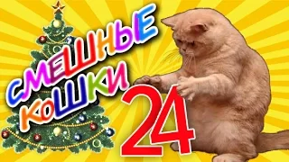 Смешные кошки 24 ● Приколы с животными 2015 - коты ● Funny cats vine compilation - Part 24