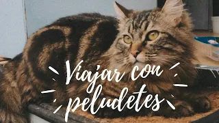 Cómo VIAJAR y VIVIR con tú MASCOTA🐶😺 en FURGONETA CAMPERIZADA🚙 contigo a todas partes🌄🏖 3/4