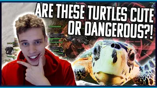 Fighting Turtles: An Interactive Guide by Professional Survivalist Harstem | Is It Imba Or Do I Suck