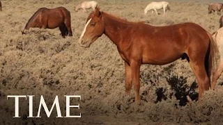 Mustang Monument: Behind The Nevada Sanctuary For Wild Mustangs | TIME