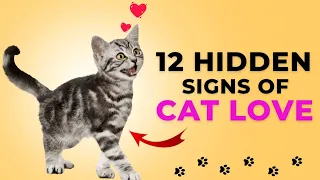 12 Signs Your Cat Loves You But You Are Unaware