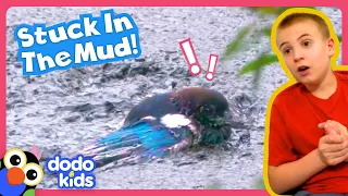How Will They Save This Bird Stuck In Slimy Mud? | Dodo Kids | Rescued!