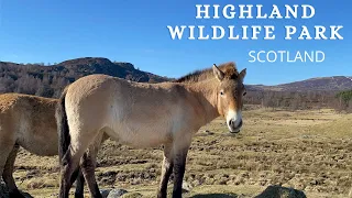 The Highland Wildlife Park, Kingussie, Scotland