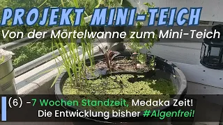 Von der Mörtelwanne zum Mini-Teich! 7 Wochen Standzeit, MEDAKA Zeit! -Die Entwicklung (6) #algenfrei