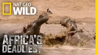 Hippo vs. Lions | Africa's Deadliest