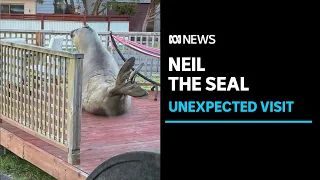 600kg southern elephant seal blocks the driveway of a Tasmanian resident's property | ABC News