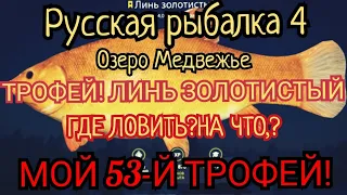 РР4. Где ловить ТРОФЕЙ Линь ЗОЛОТИСТЫЙ на озере Медвежье.