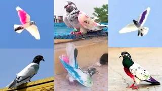 ⁵ Pigeon Landing 🔥 Slow motion Parwaz 🥵 Sath ek Lunda Kabootar Aya