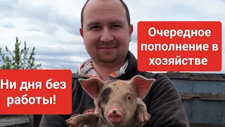 Привезли новых жителей на Экоферму🐖Собираем заказы!) #изгородавдеревню #молодаяферма #деревня