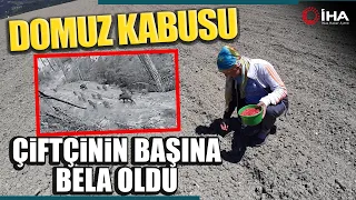 Çiftçi Ekti Domuzlar Yedi 3 Kez Aynı Senaryo Yaşandı